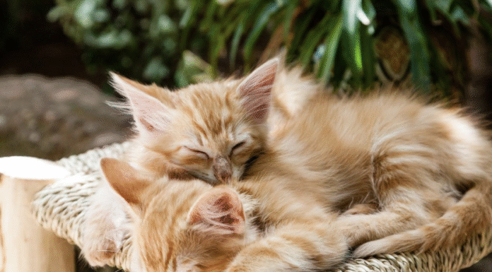 До чого сняться кошенята